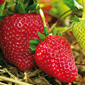 Cueillette du Plessis à Lumigny Fraises de saison