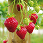 Cueillette du Plessis à Lumigny Fraises remontantes