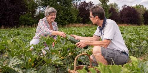 2 grosses courgettes offertes courgettes