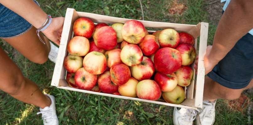 La saison des pommes