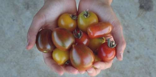 tomates cerises 