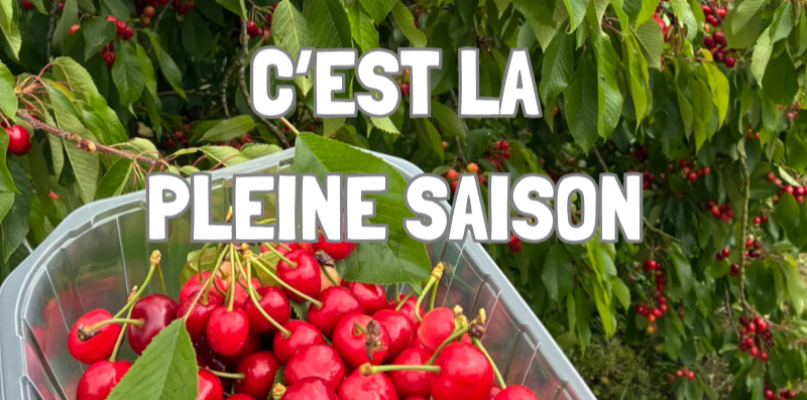 cerise