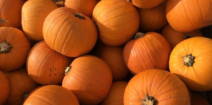 Courge halloween