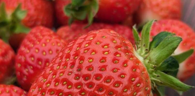 1ères Fraises