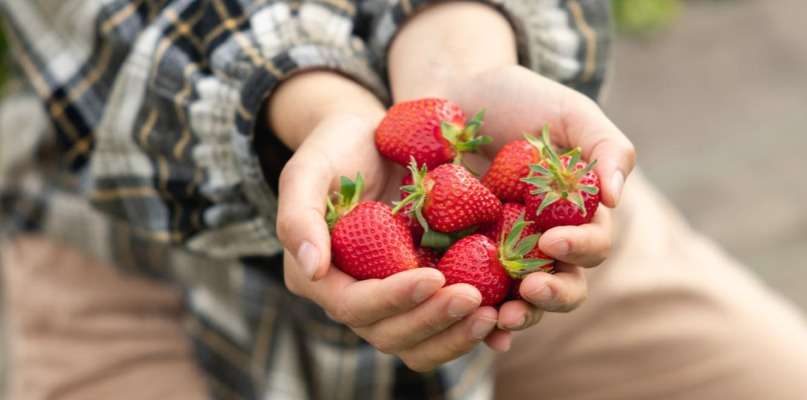 La saison des fraises s'annonce