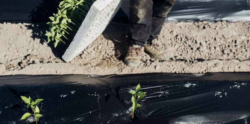 Plantations hivers/printemps