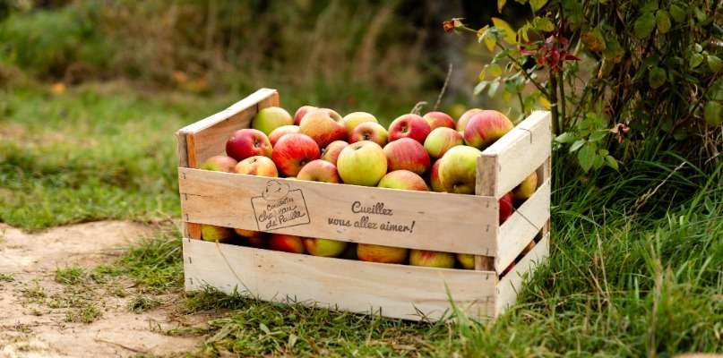 Cageot de pommes