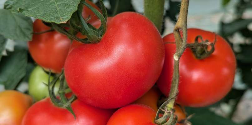 tomates