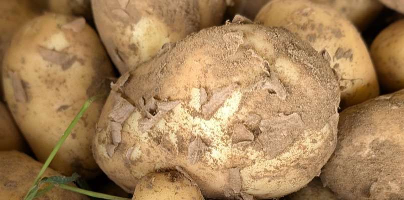 Nos pommes de terre nouvelles