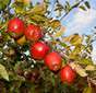 Cueillette de Lumigny Braeburn