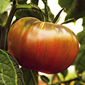 Cueillette du Plessis à Lumigny Tomate noire de Crimée