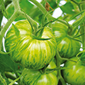 Cueillette du Plessis à Lumigny Tomate Green Zebra